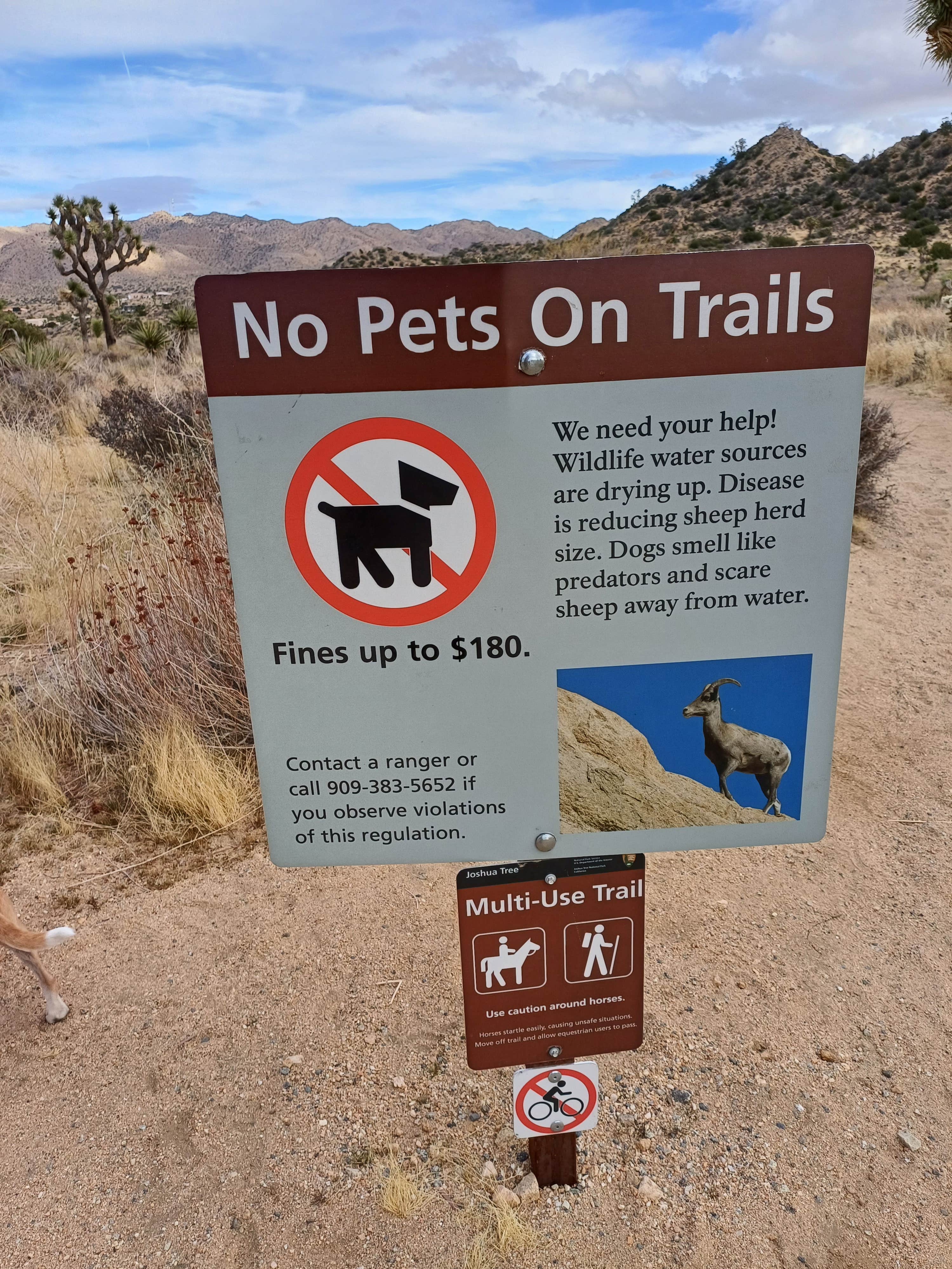 Laura M.'s photo of camping with pets at Black Rock Campground — Joshua Tree National Park near Indio, CA
