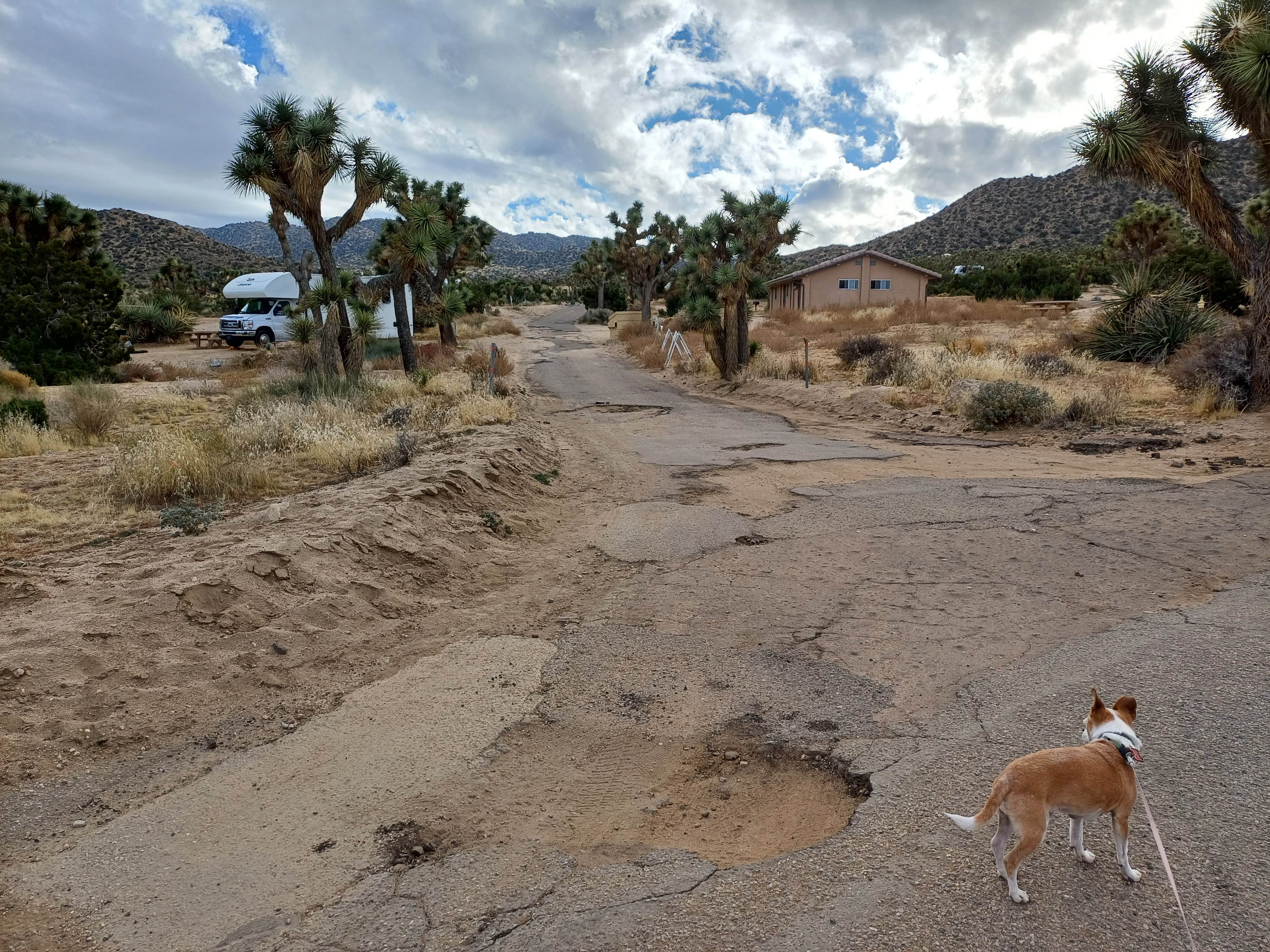 Laura M.'s photo of camping with pets at Black Rock Campground — Joshua Tree National Park near Bermuda Dunes, CA