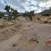 Review photo of Black Rock Campground — Joshua Tree National Park by Laura M., September 14, 2024