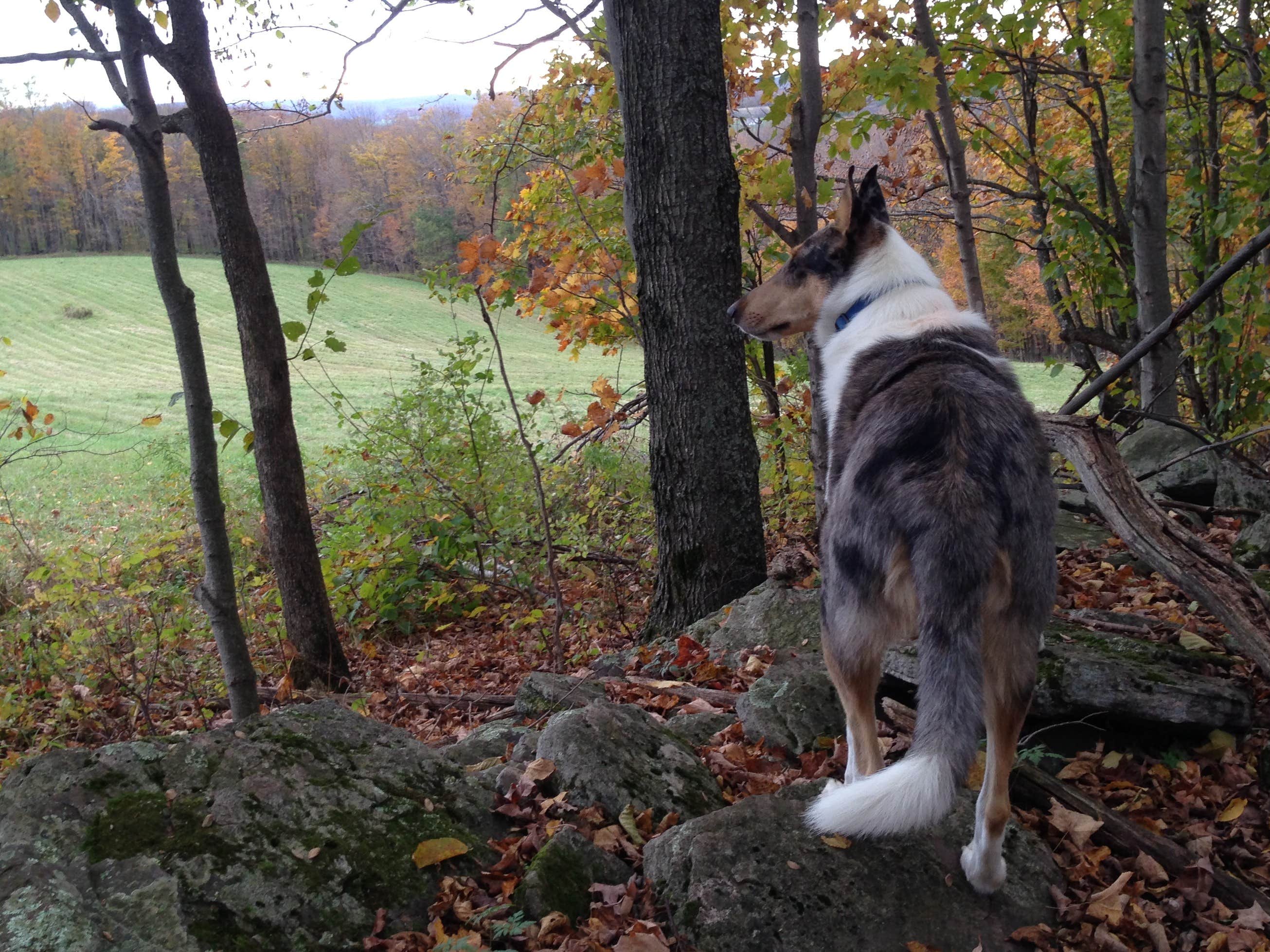The Dyrt's photo of camping with pets at SummerHaven Camp near Roxbury, NY