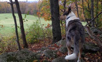The Dyrt's photo of camping with pets at SummerHaven Camp near Roxbury, NY