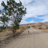 Review photo of Joshua Tree South - BLM Dispersed by Laura M., September 14, 2024