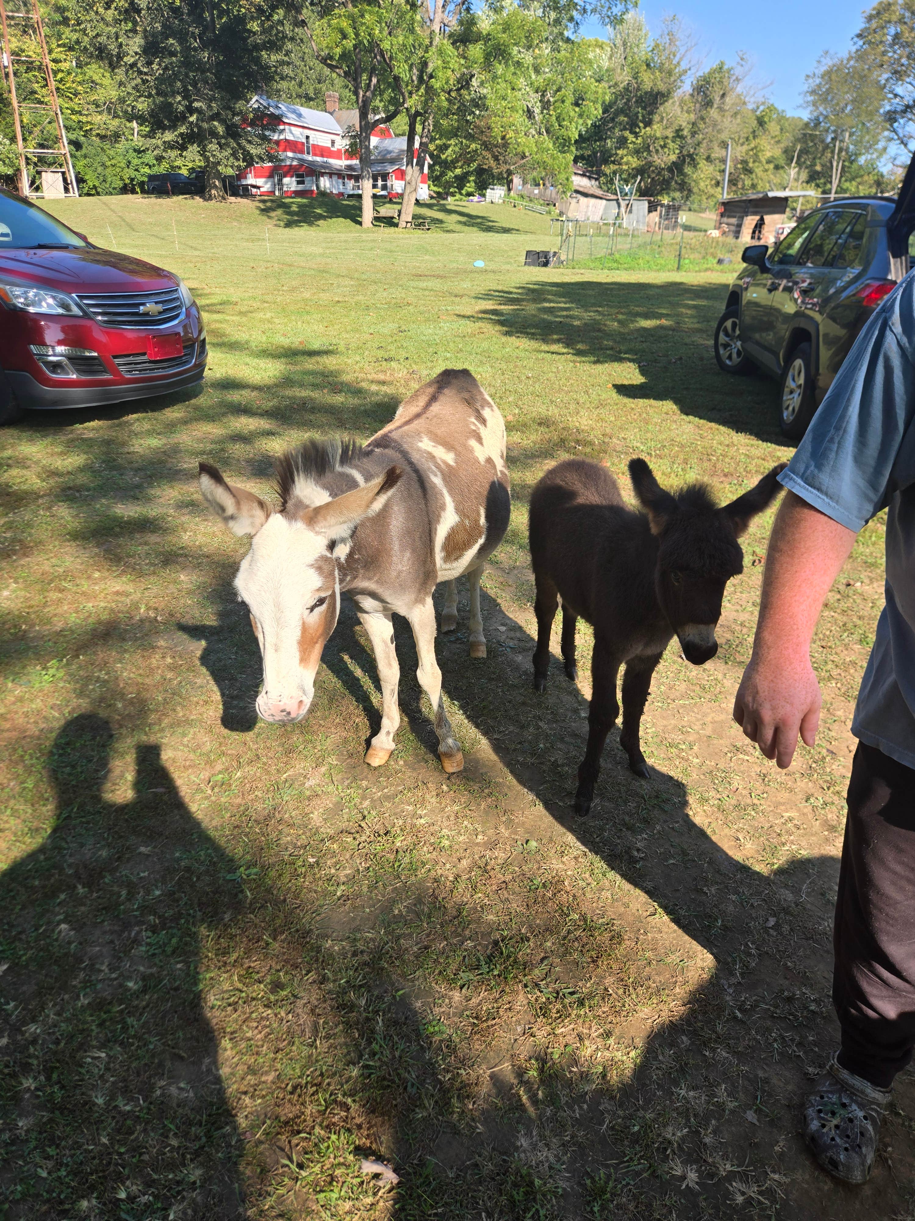 Camper submitted image from Wildcat Creek Farm - 3