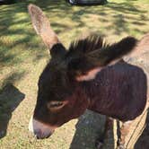 Review photo of Wildcat Creek Farm by Benjamin A., September 15, 2024