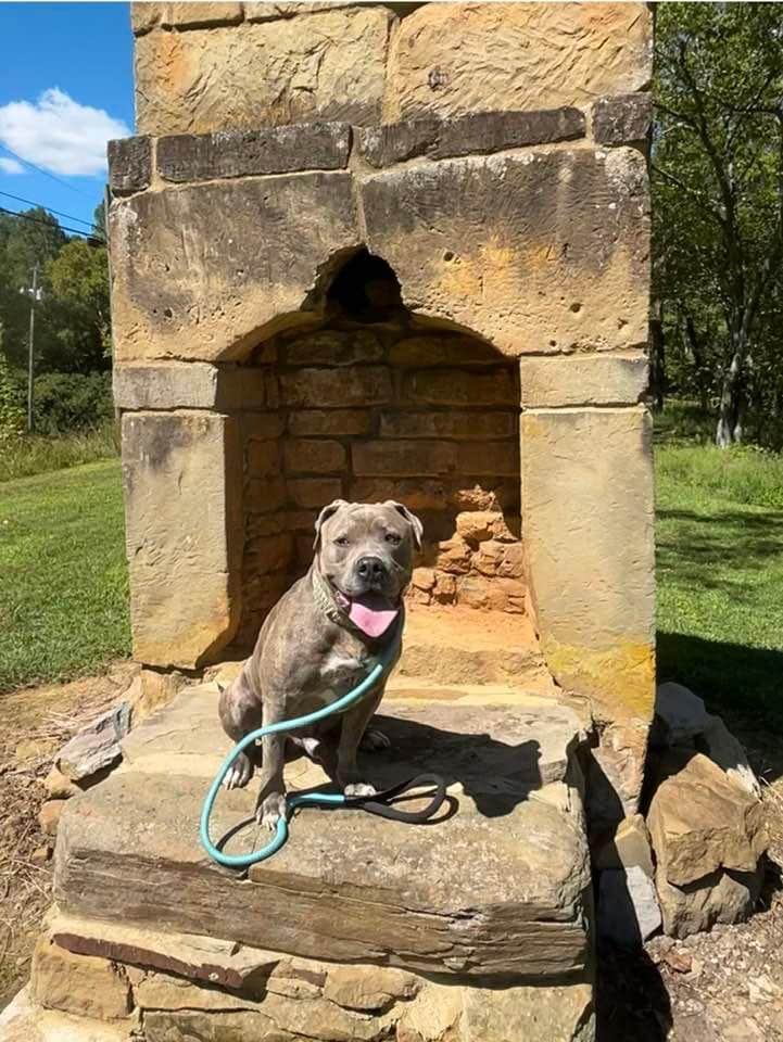 Caroline B.'s photo of camping with pets at Old Chimney RV Park near Lake Cumberland