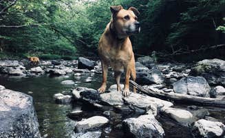 The Dyrt's photo of camping with pets at Malowina near Catskill, NY