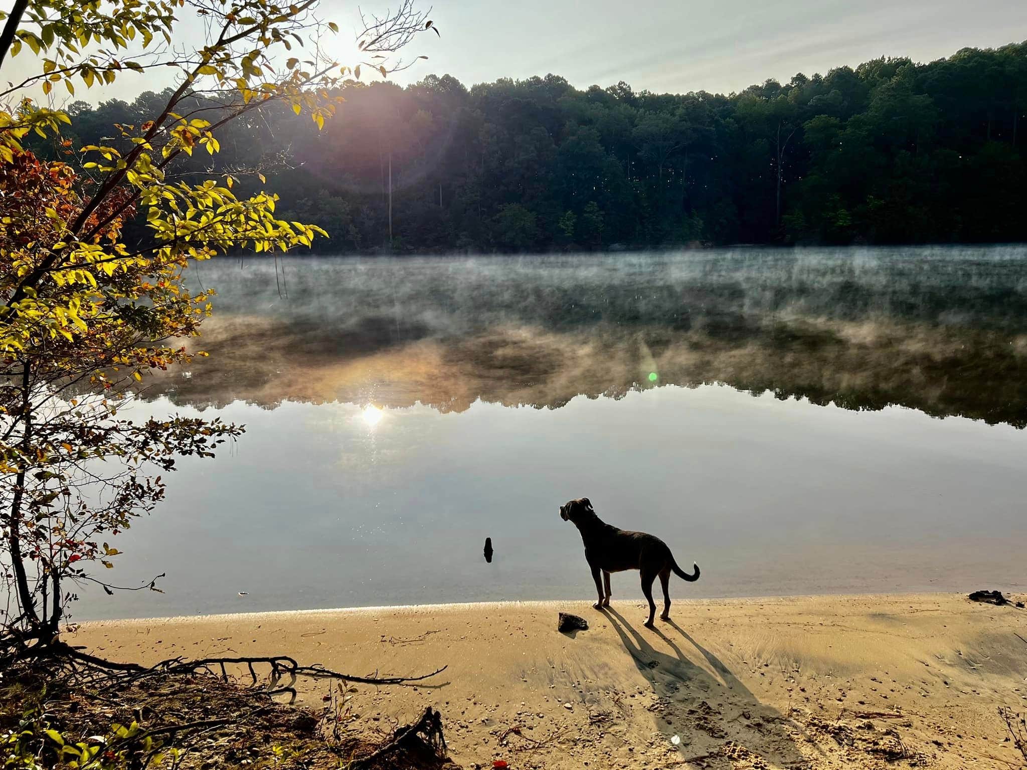 Chris K.'s photo of camping with pets at Holly Point — Falls Lake State Recreation Area near B. Everett Jordan Lake