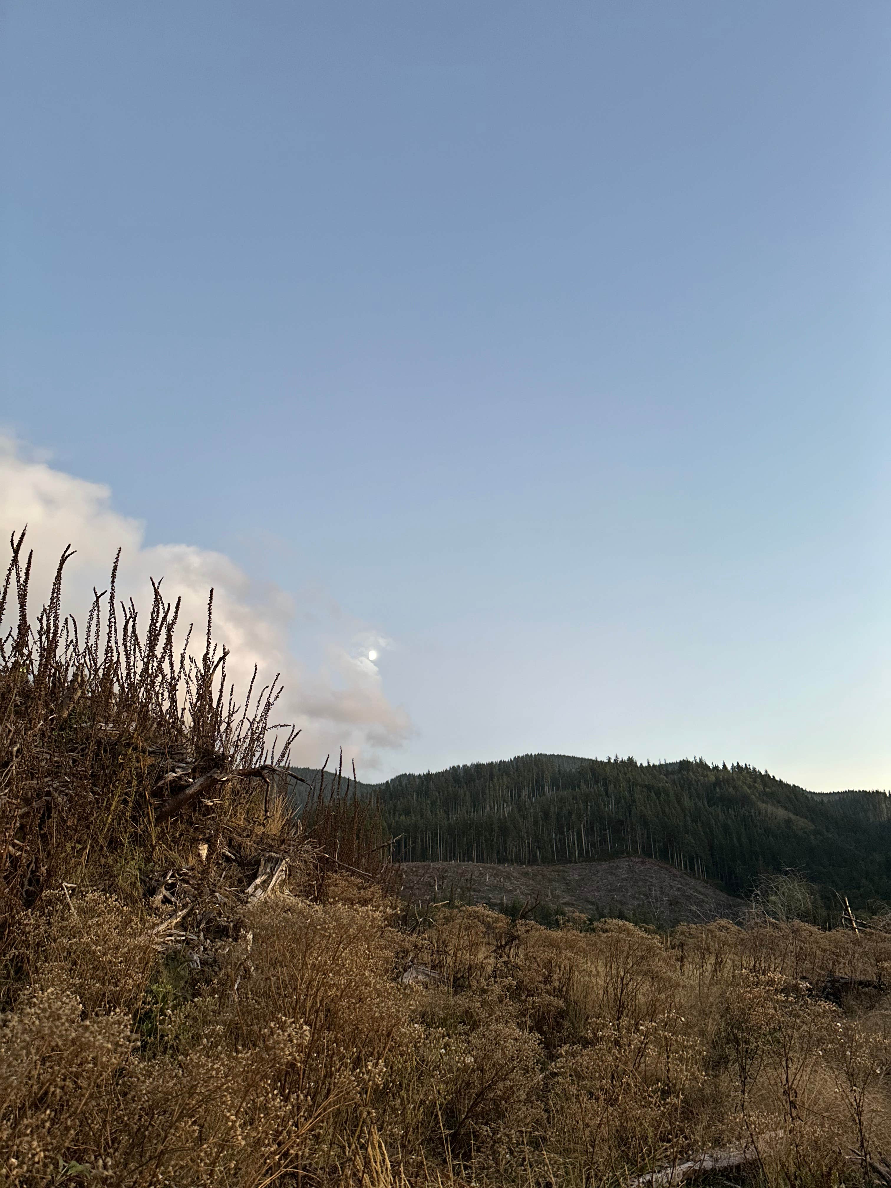 Camper submitted image from Cougar Mountain Siuslaw National Forest Dispersed Campsite - 2