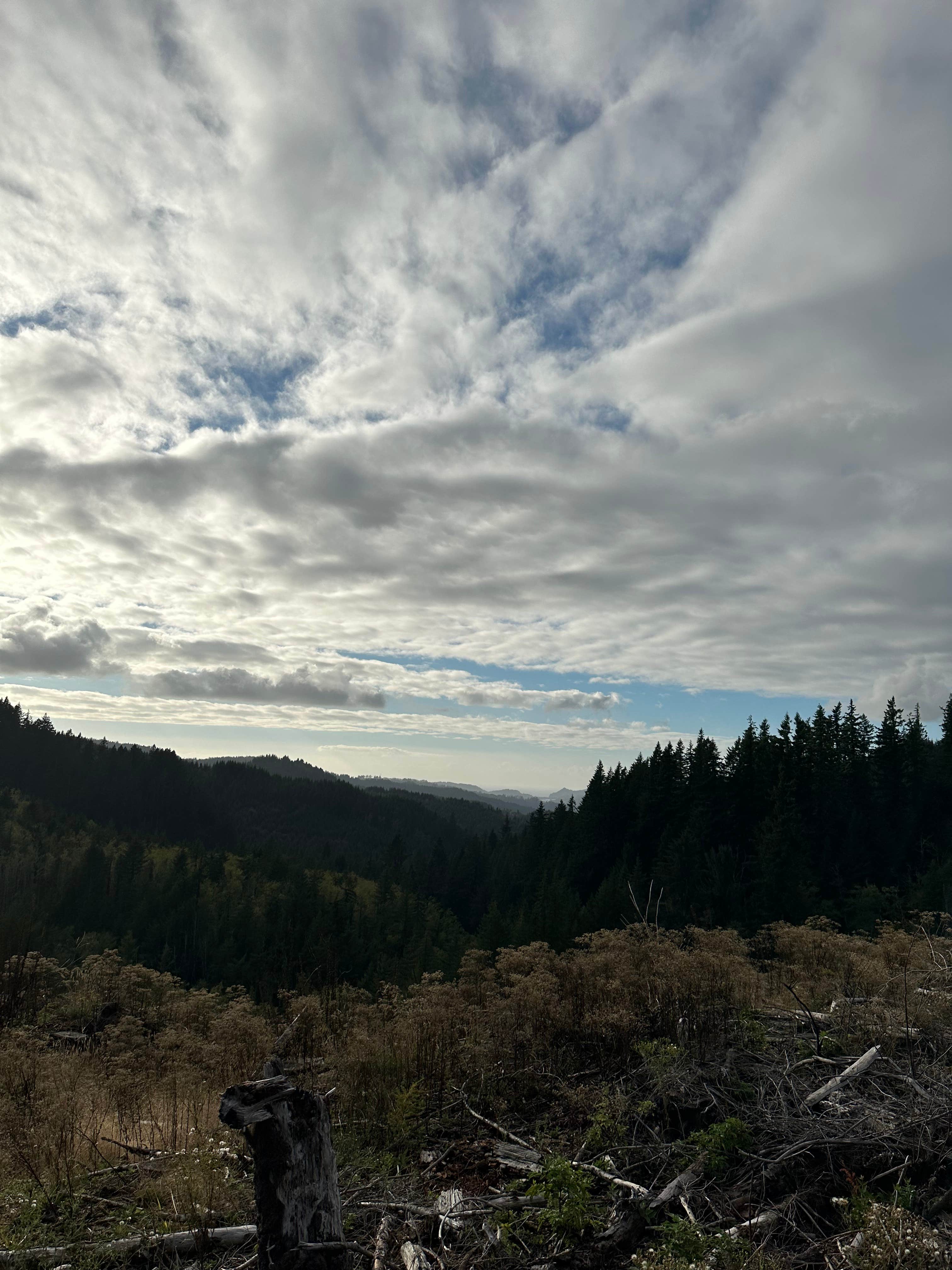 Camper submitted image from Cougar Mountain Siuslaw National forest - 1