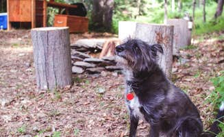 The Dyrt's photo of camping with pets at Hucklebuck Railway Camp West near Verbank, NY