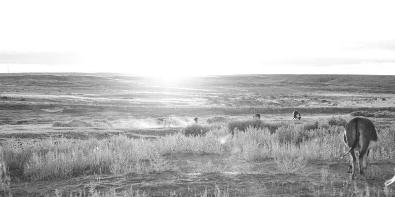 Camper submitted image from Cloud Peak Llama and Alpaca Ranch