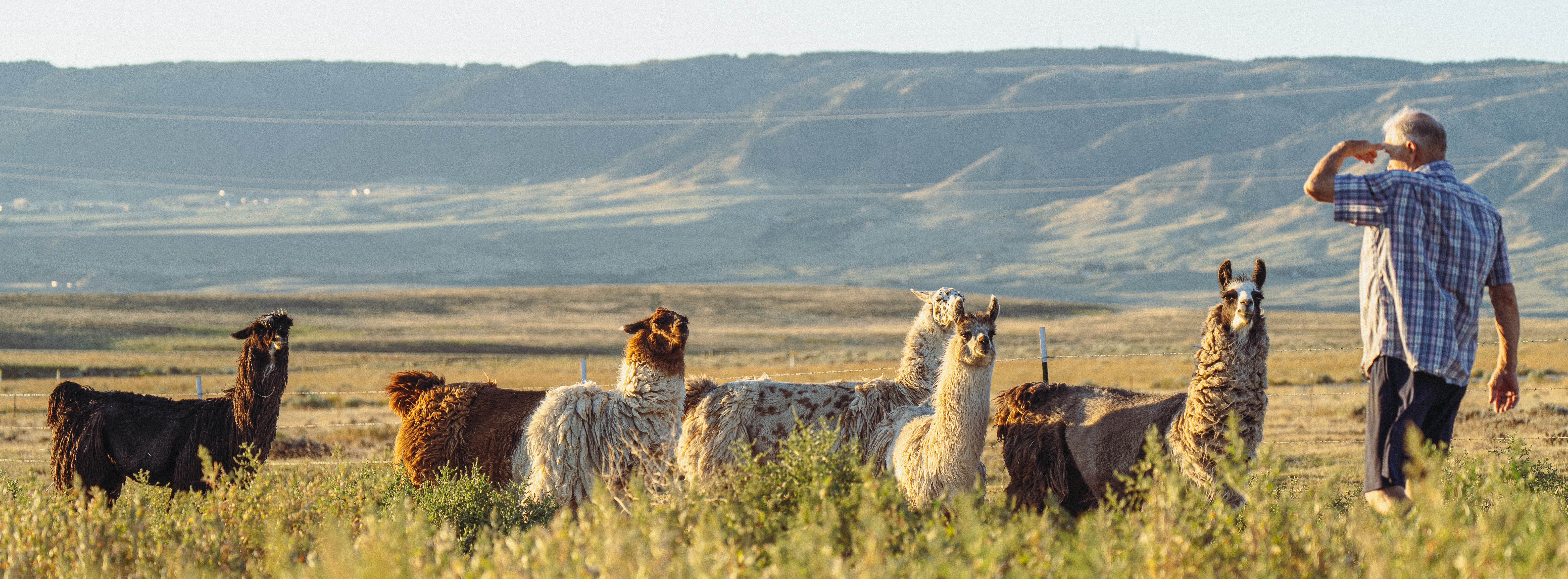 Camper-submitted photo at Cloud Peak Llama and Alpaca Ranch near Mills, WY