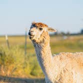 Review photo of Cloud Peak Llama and Alpaca Ranch by Thomas M., September 22, 2024