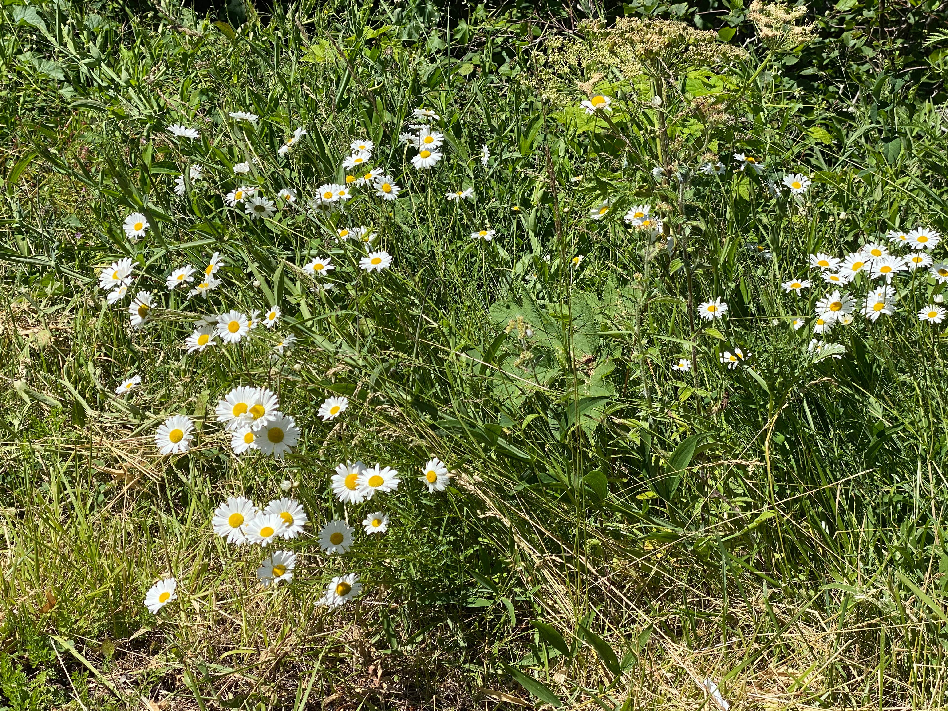 Camper-submitted photo at Viento State Park Campground near Carson, WA