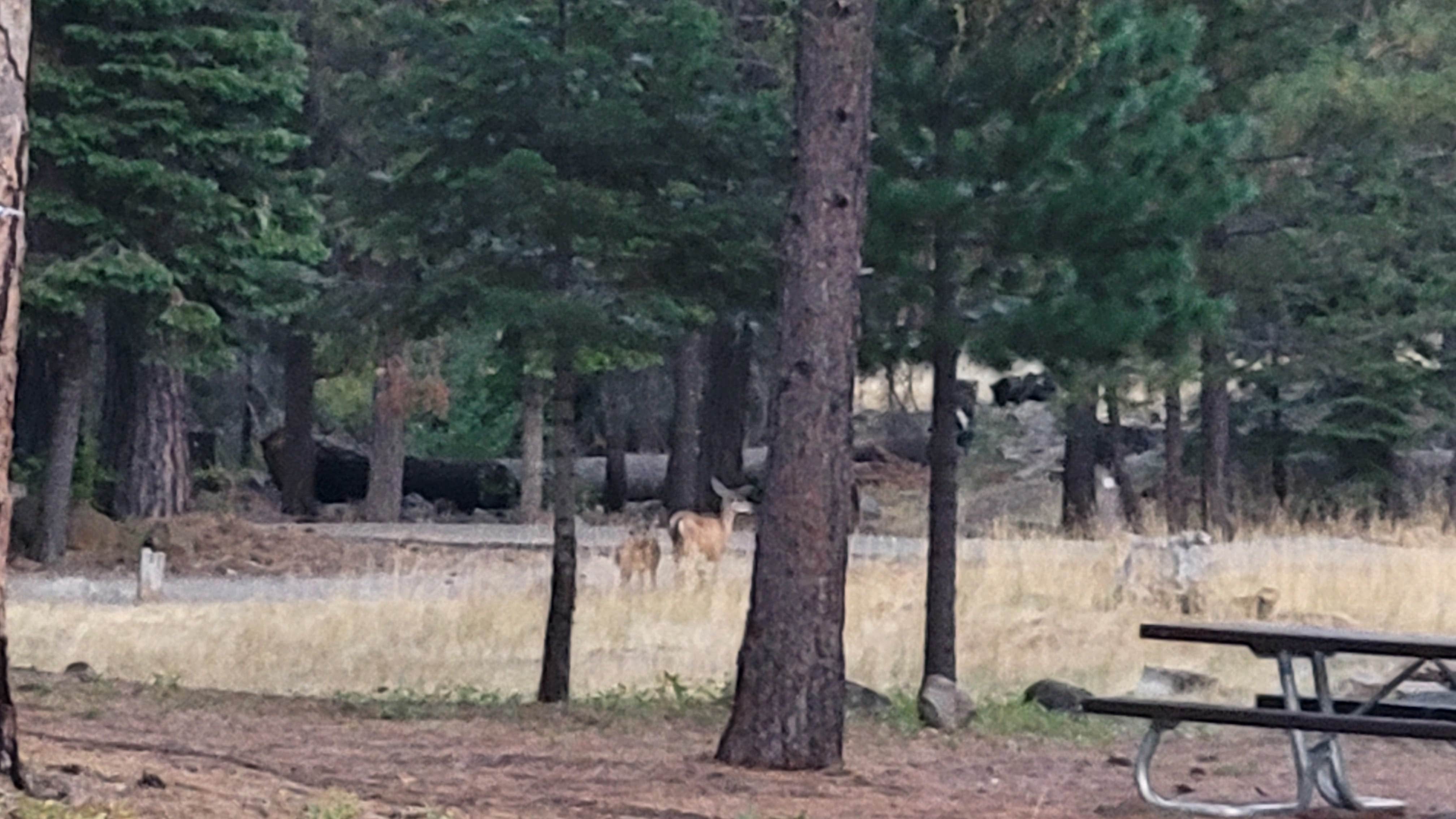 Camper-submitted photo at Almanor near Chester, CA