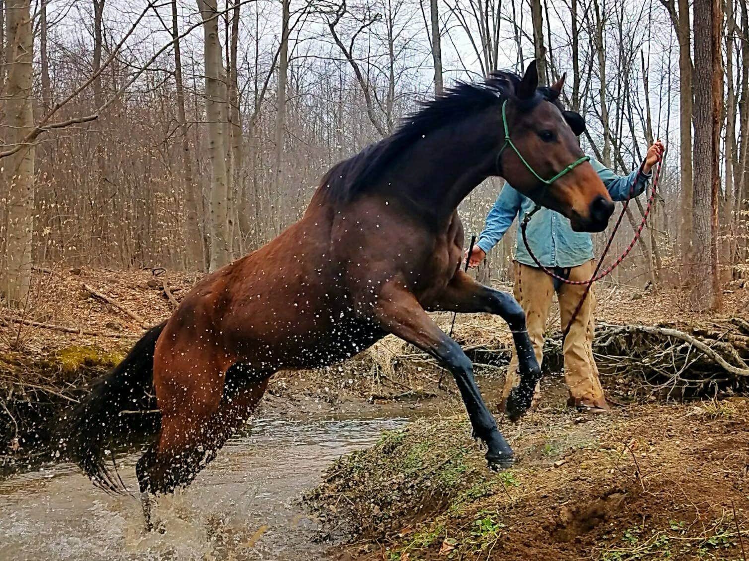 The Dyrt's photo of camping with a horse at Arrowhead Farm Stables near Chester, PA