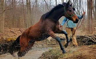 The Dyrt's photo of camping with a horse at Arrowhead Farm Stables near Collingswood, NJ