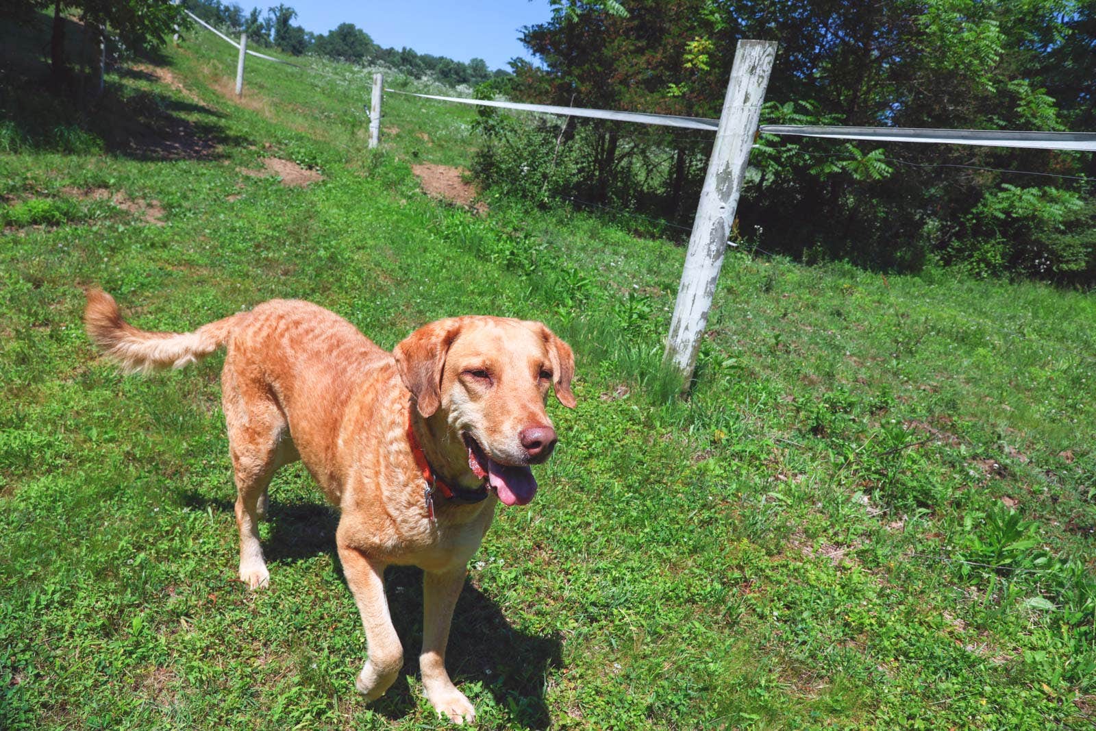 The Dyrt's photo of camping with pets at Arrowhead Farm Stables near Downingtown, PA