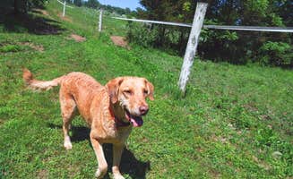 The Dyrt's photo of camping with pets at Arrowhead Farm Stables near Philadelphia, PA