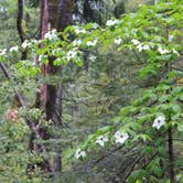 Review photo of Plumas National Forest Sly Creek Campground by Patricia N., September 24, 2024