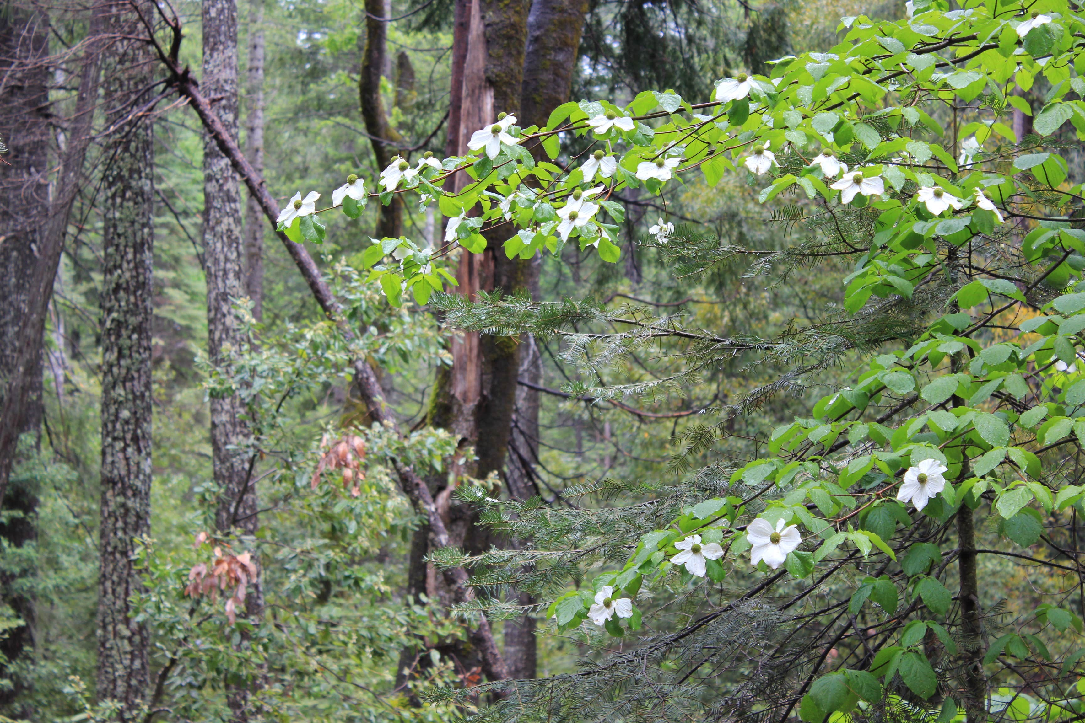 Camper submitted image from Plumas National Forest Sly Creek Campground - 1