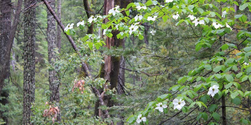 Camper submitted image from Plumas National Forest Sly Creek Campground