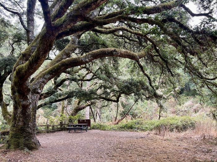 Camper submitted image from Point Reyes National Seashore Campground — Point Reyes National Seashore - 2