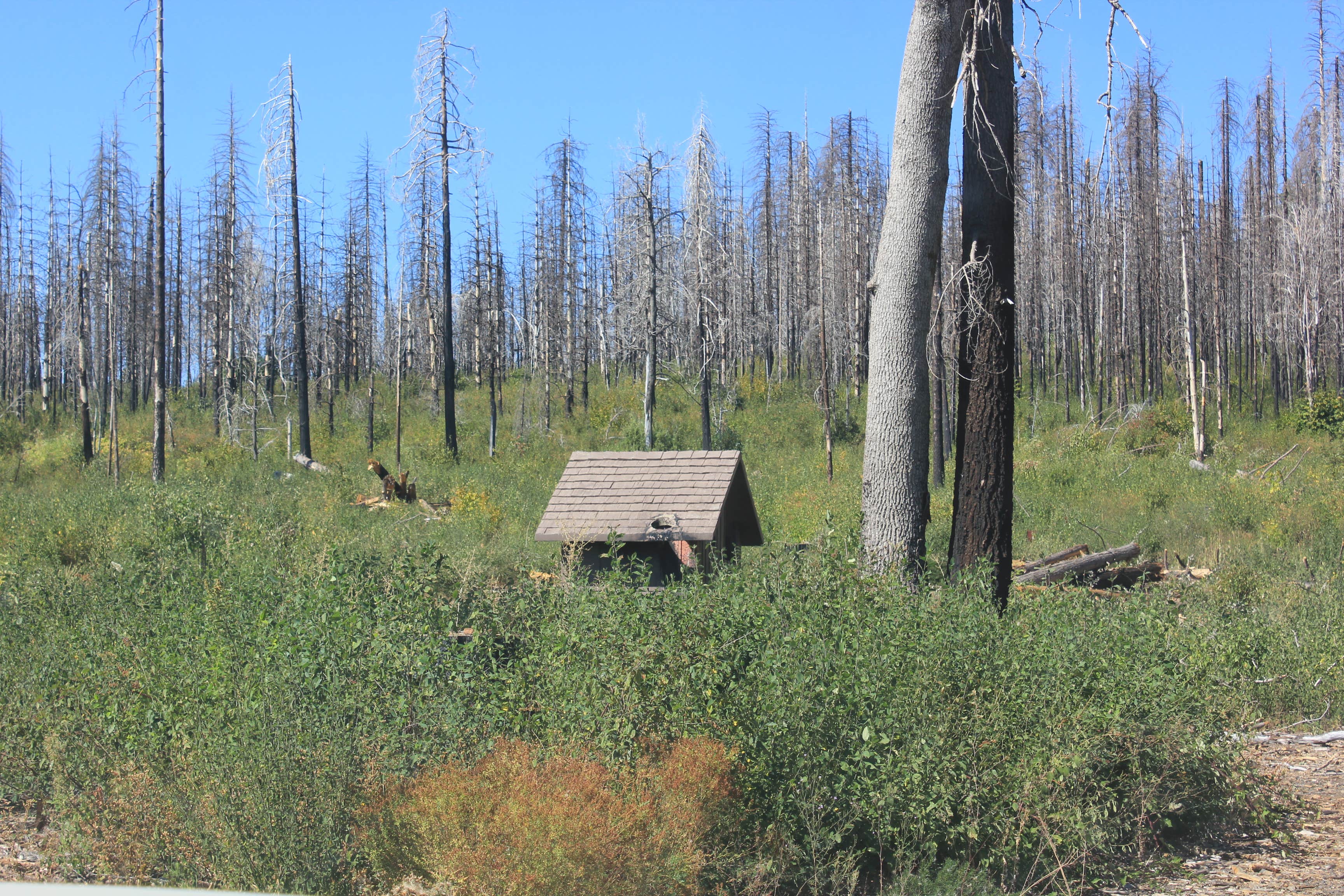 Camping near Bloomer Group — Lake Oroville State Recreation Area: Rogers Cow Camp, Berry Creek, California