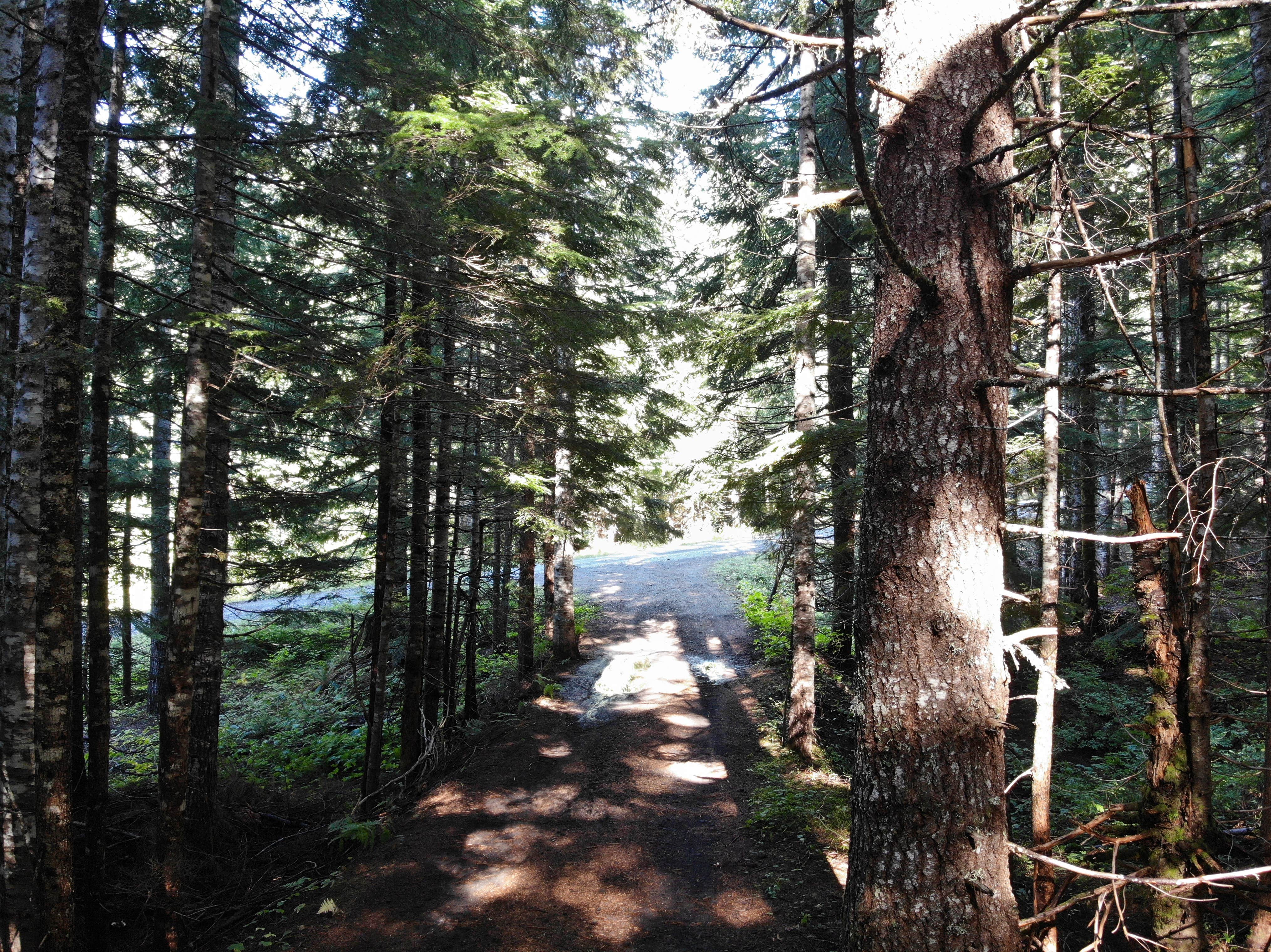 Camper-submitted photo at McBride Lake NF-81 Dispersed near Woodland, WA