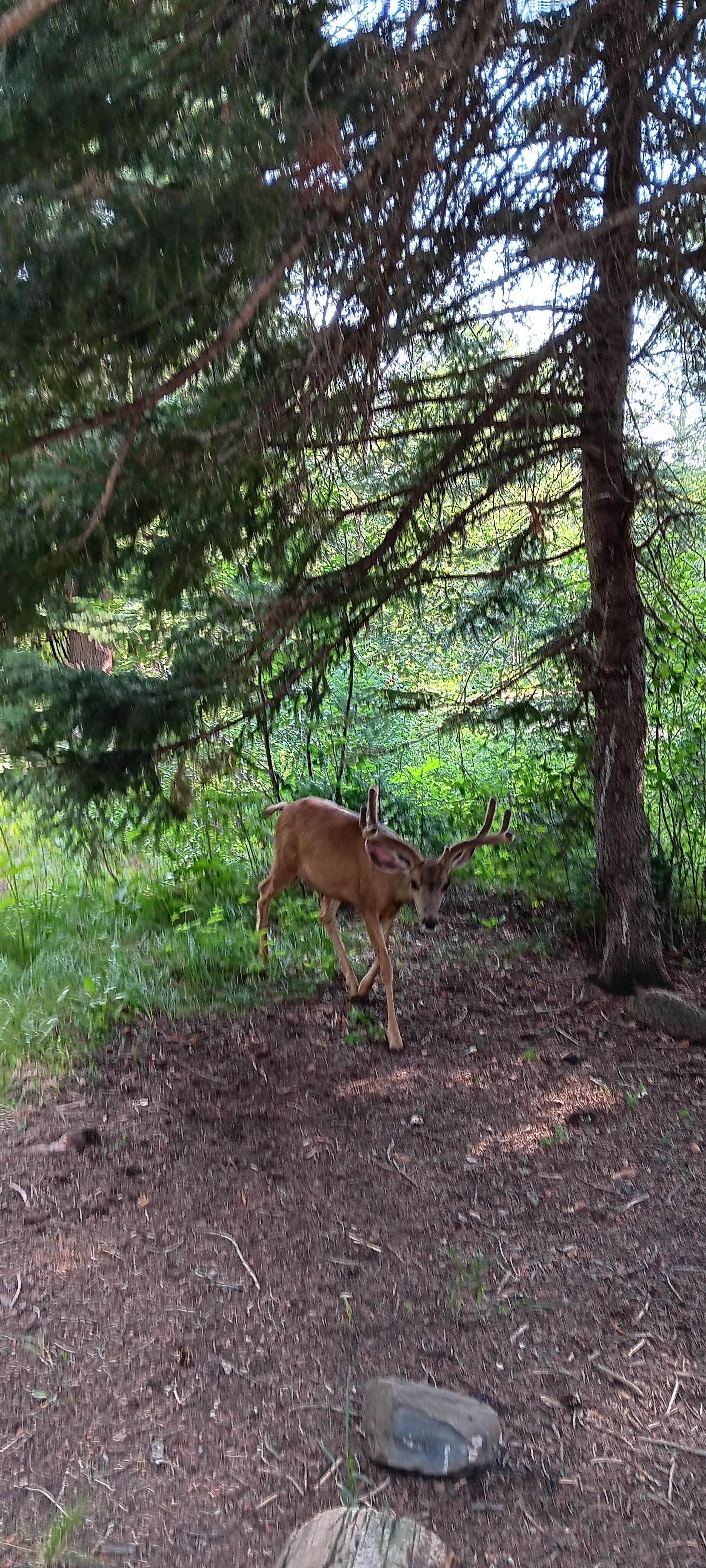 Camper submitted image from McClure Campground - 5