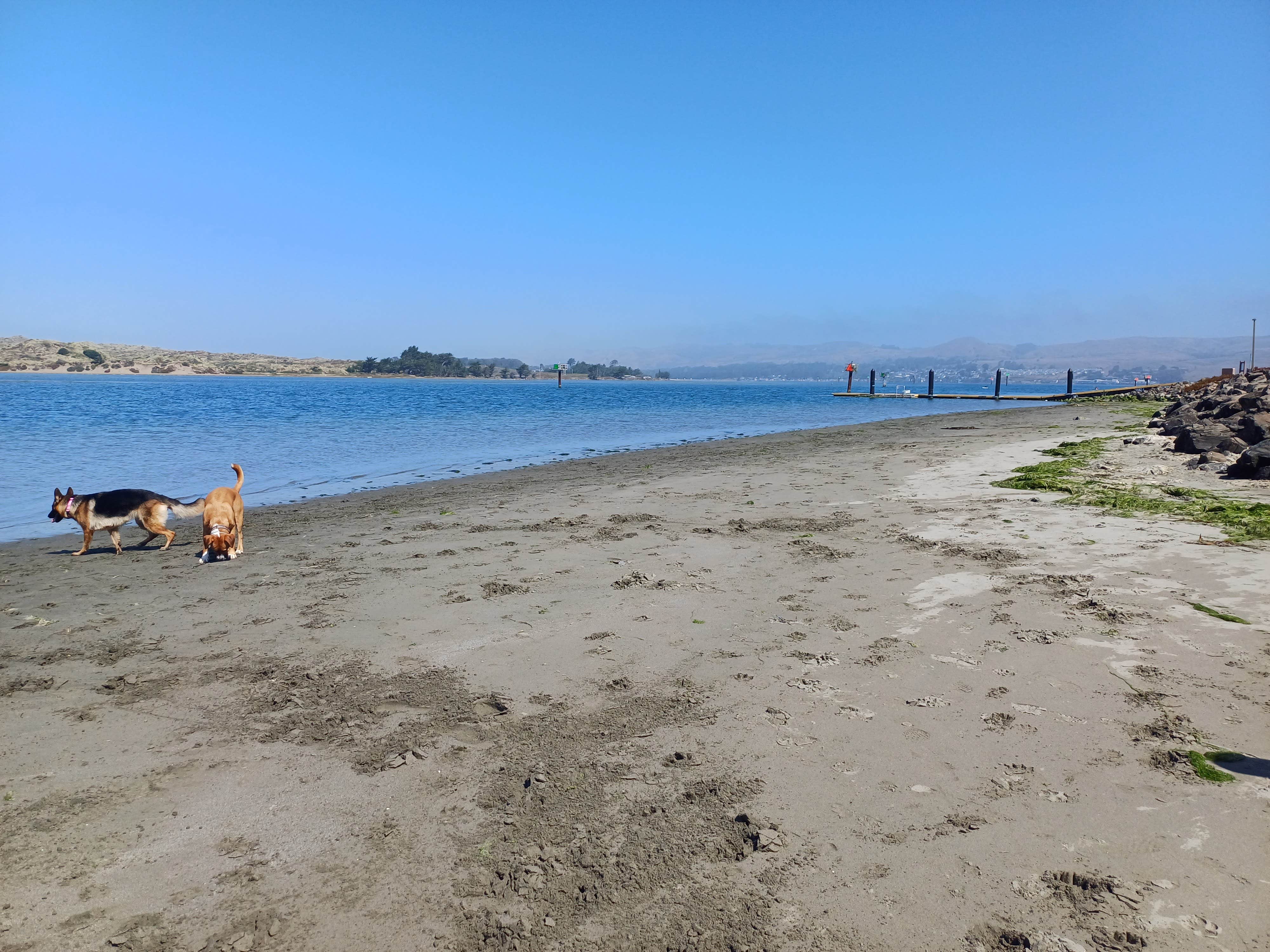 Laura M.'s photo of camping with pets at Doran Regional Park near Santa Rosa, CA