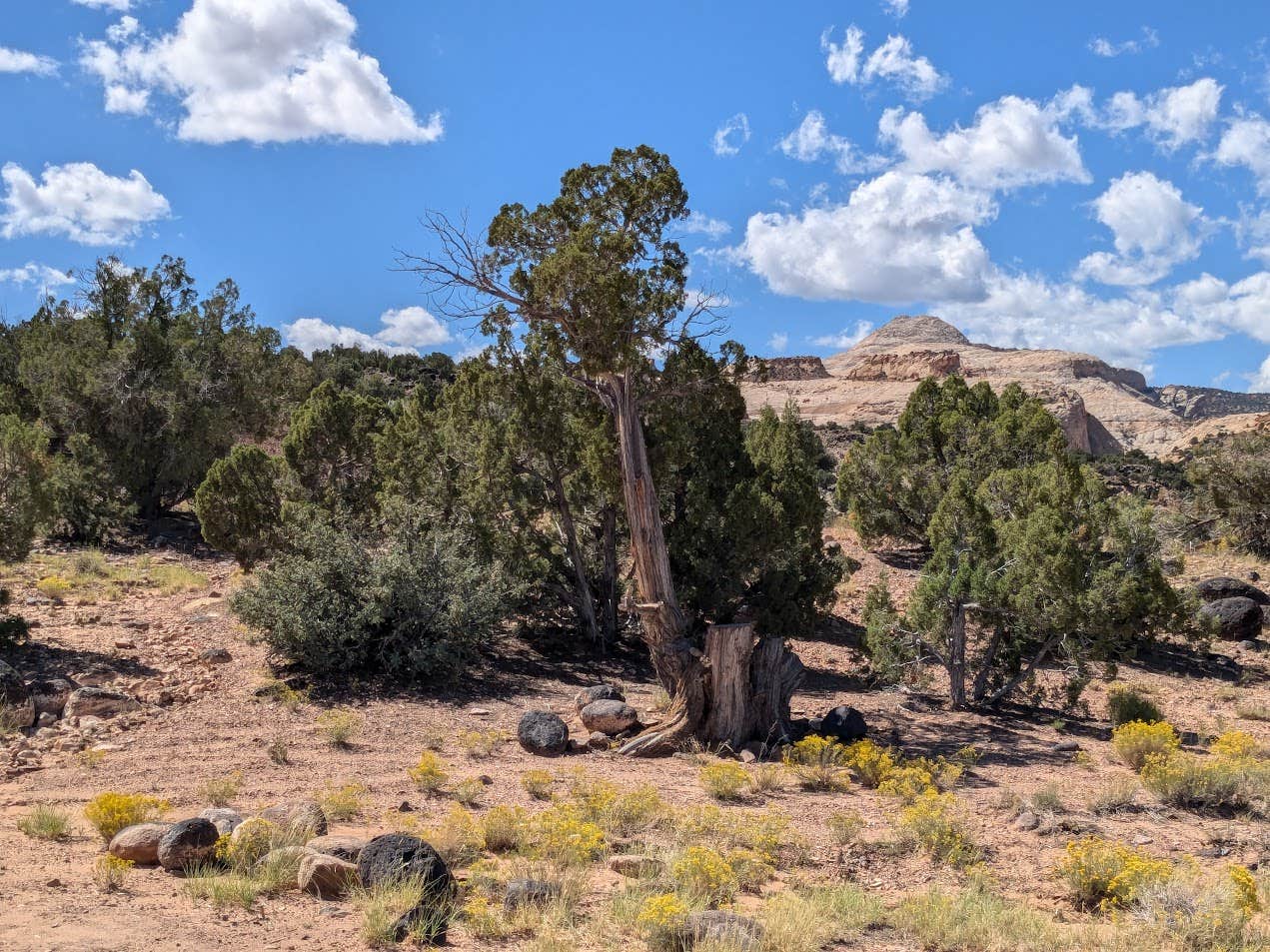 Camper submitted image from Dispersed Campsite Near Capital Reef National Park - 1