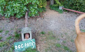 Laura M.'s photo of camping with pets at Evergreen Coho SKP Park near Silverdale, WA