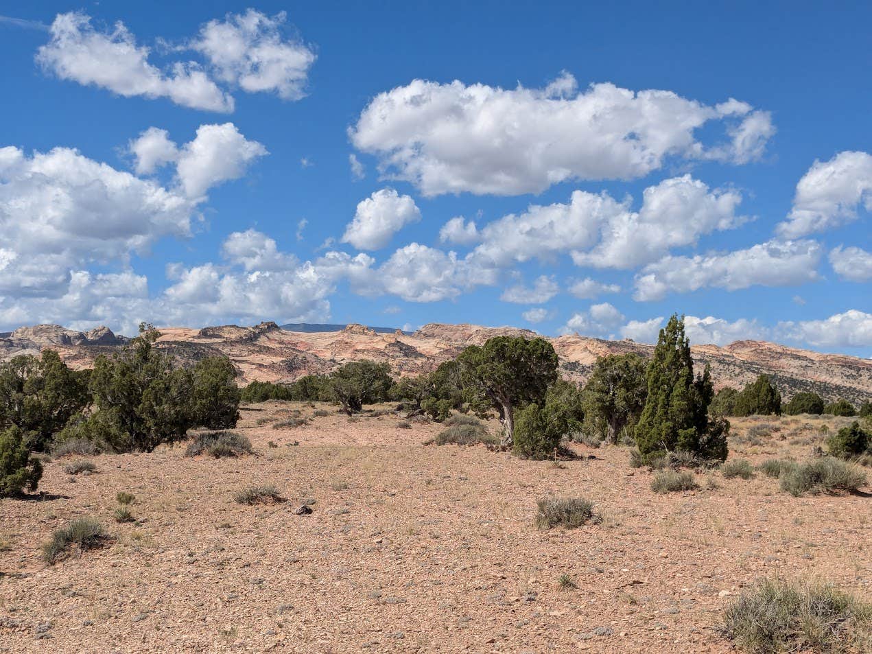 DL M.'s photo of a dispersed camping area at Large Dispersed Campsite off BLM 0151 on E Pleasant Creek Diversion Rd/Notom Rd near Capitol Reef National Park