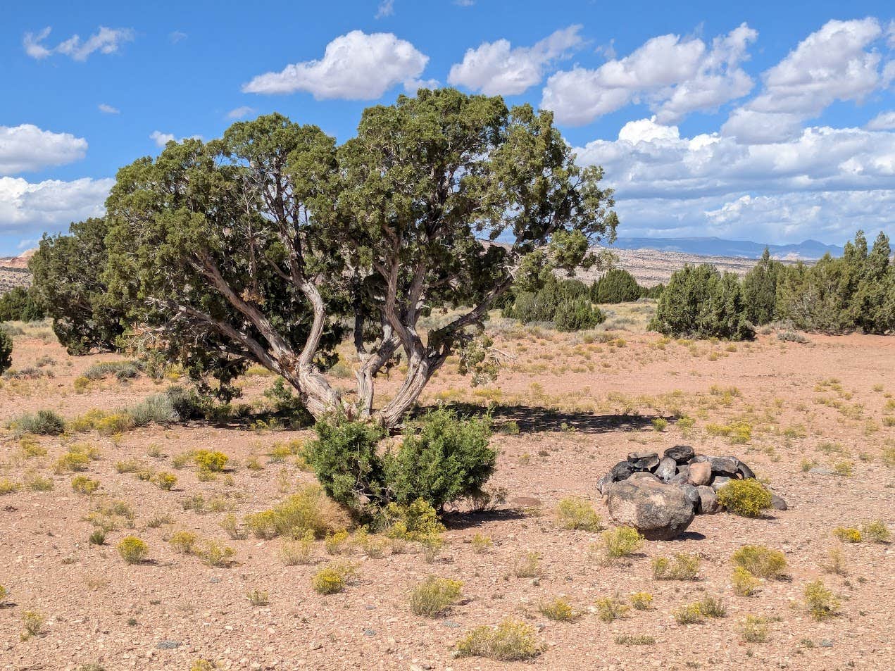 Camping near Capitol Reef National Park: Large Dispersed Campsite off BLM 0151 on E Pleasant Creek Diversion Rd/Notom Rd, Torrey, Utah