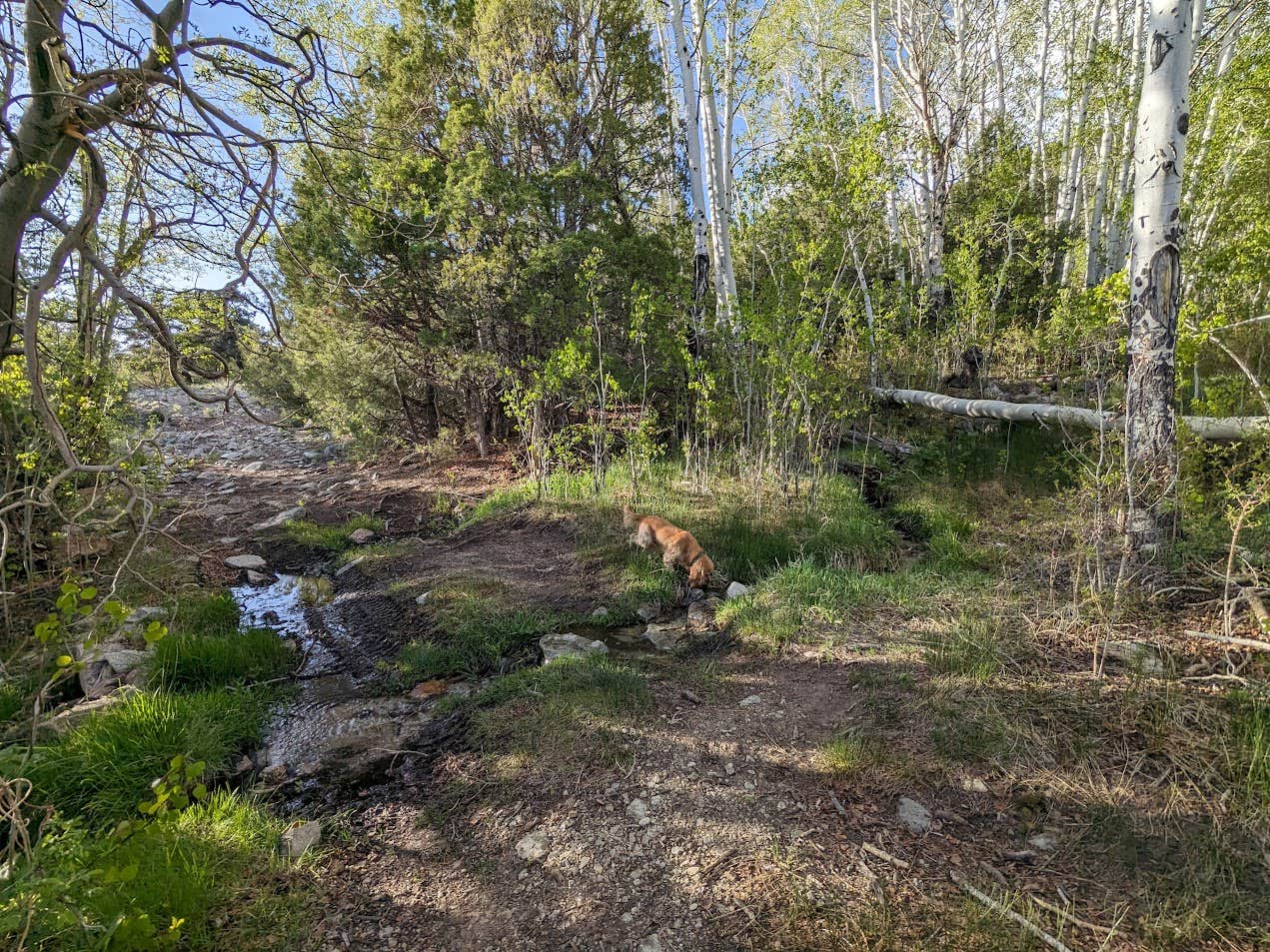 Camper submitted image from Mountainside 4WD High-Clearance Dispersed Campsites - 5