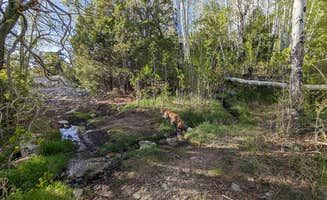 DL M.'s photo of camping with pets at Mountainside 4WD High-Clearance Dispersed Campsites near Great Sand Dunes National Park And Preserve