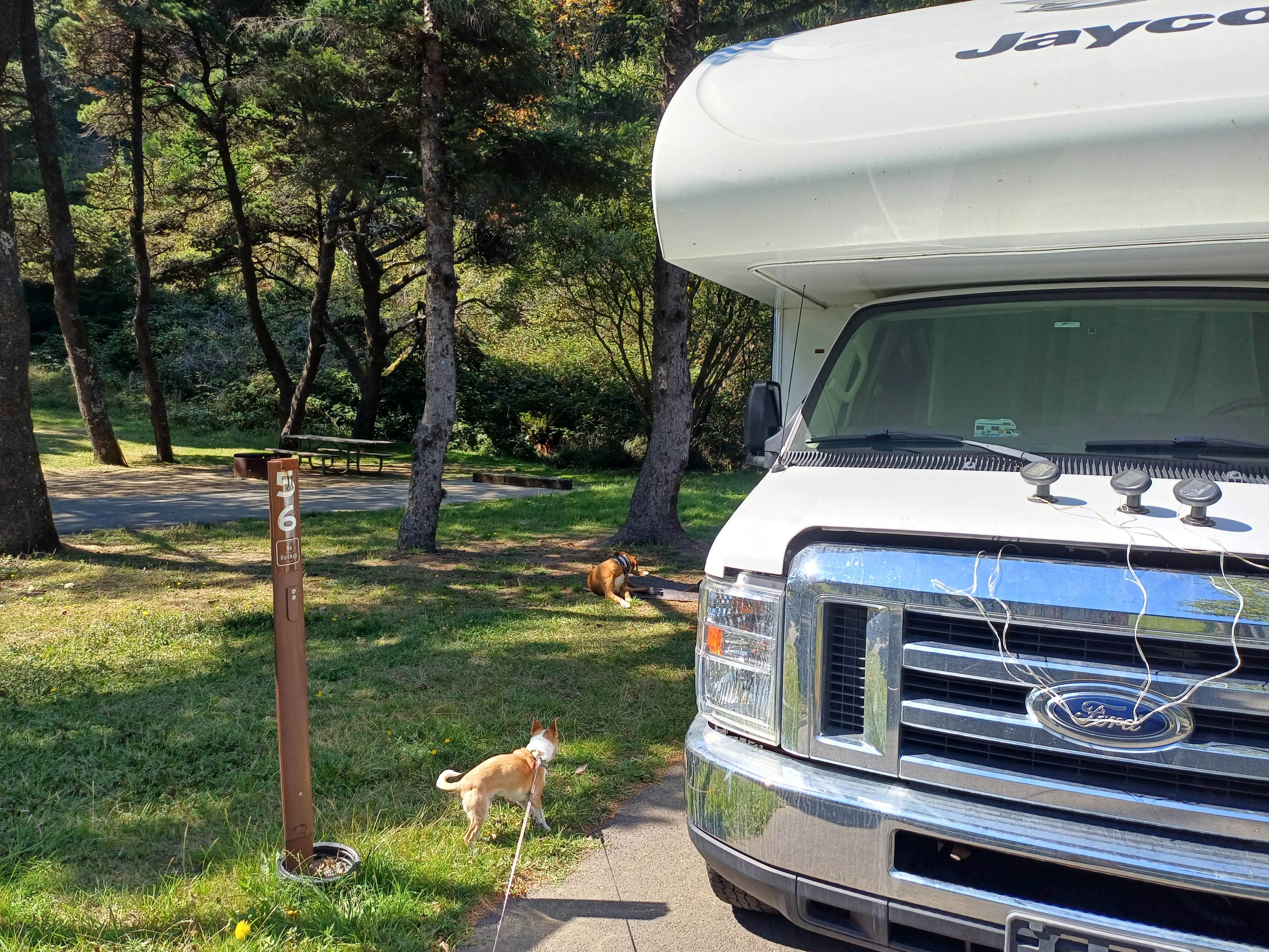 Laura M.'s photo of camping with pets at Humbug Campground near Mehama, OR