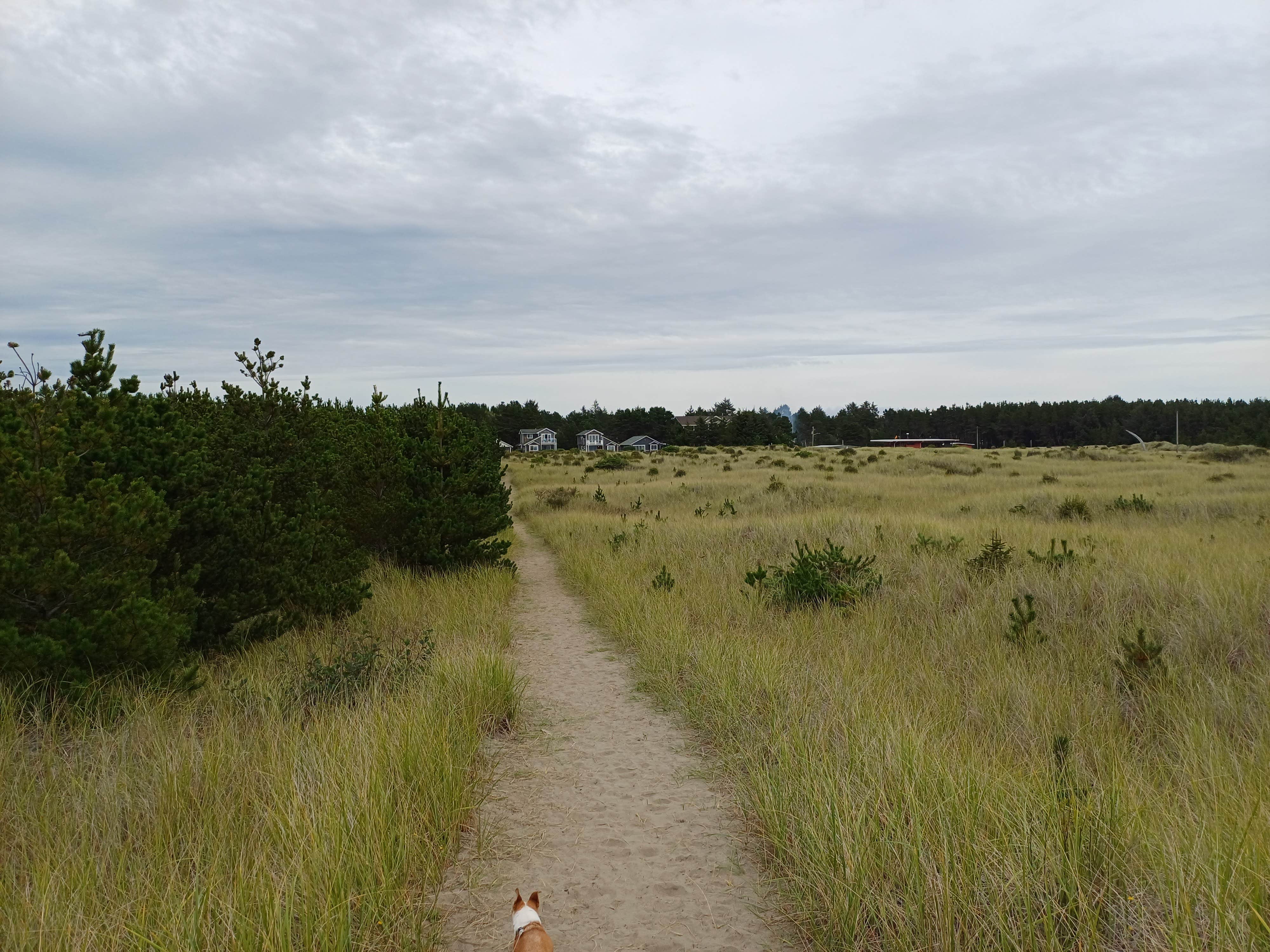 Laura M.'s photo of camping with pets at Cedar to Surf Campground near Raymond, WA