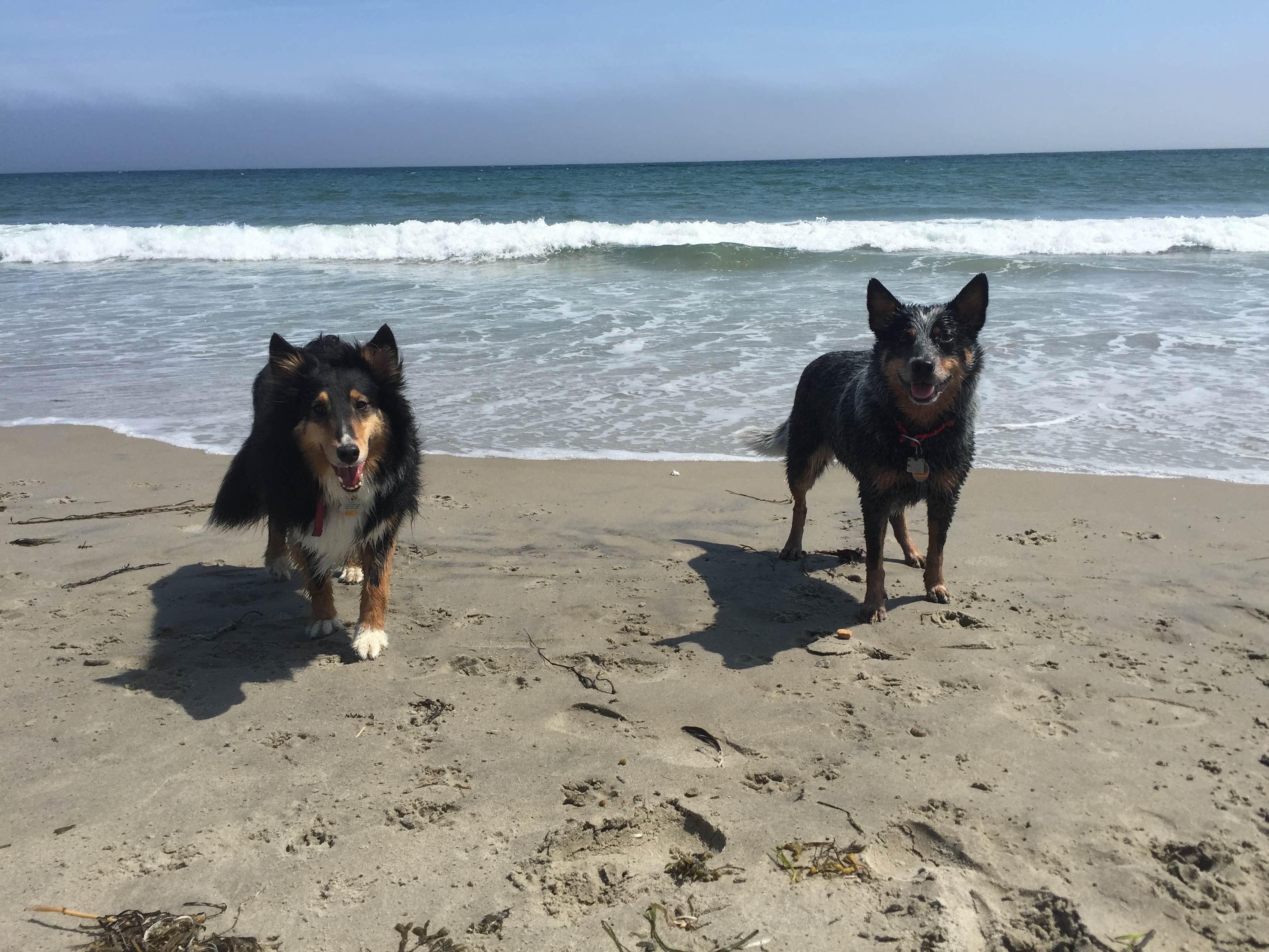 Camper-submitted photo at Burlingame State Park Campground near Block Island, RI