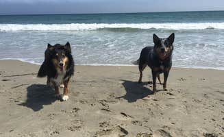 Molly G.'s photo of camping with pets at Burlingame State Park Campground near Mystic, CT