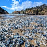 Review photo of Salt Point State Park Campground by Shari  G., October 7, 2024