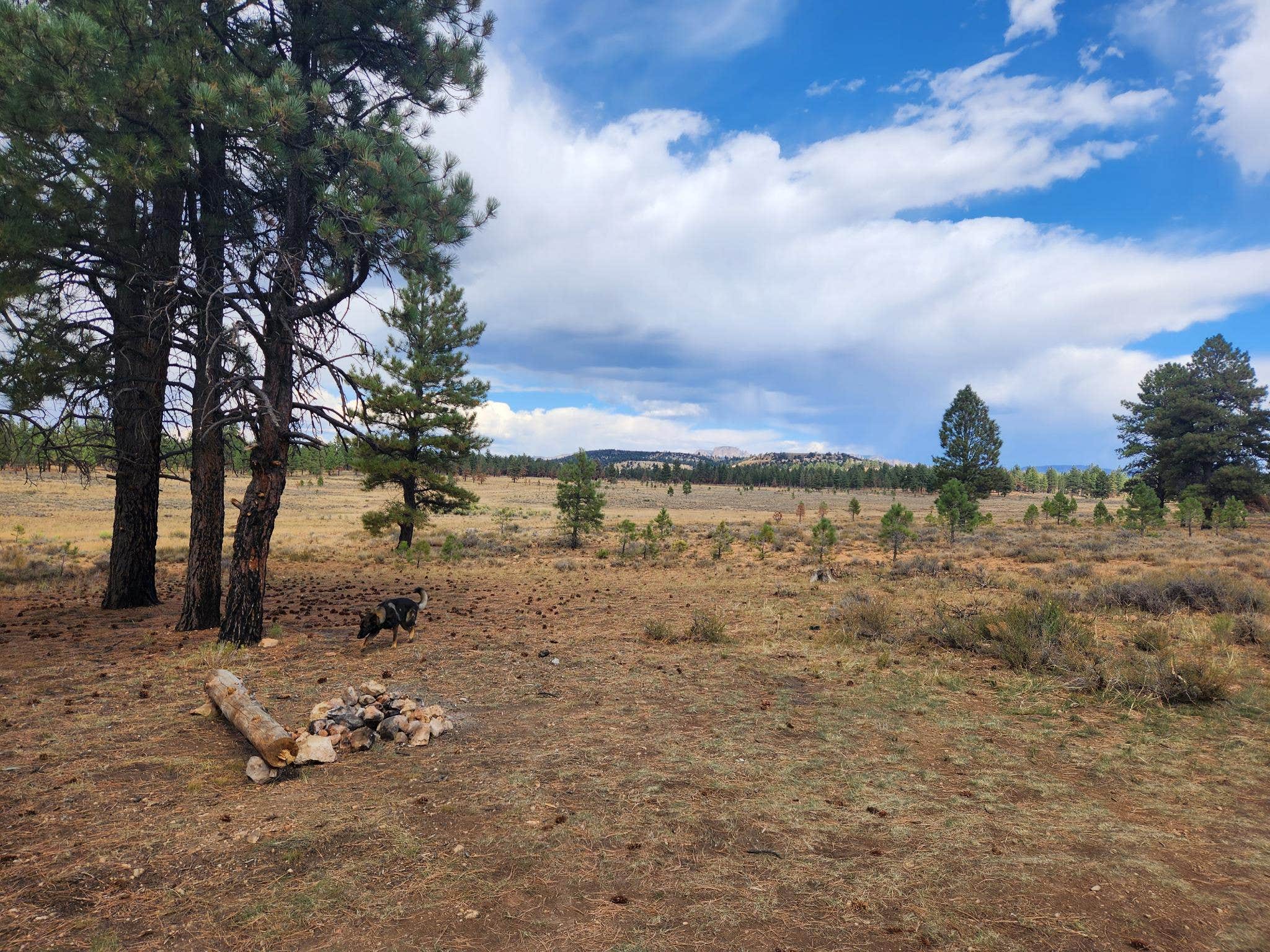 Garrett B.'s photo of camping with pets at Tom's Best Spring Road Dixie National Forest near Panguitch, UT