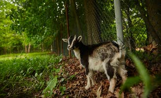 The Dyrt's photo of camping with pets at Abandoned Zoo: Overlook Site near Catskill, NY