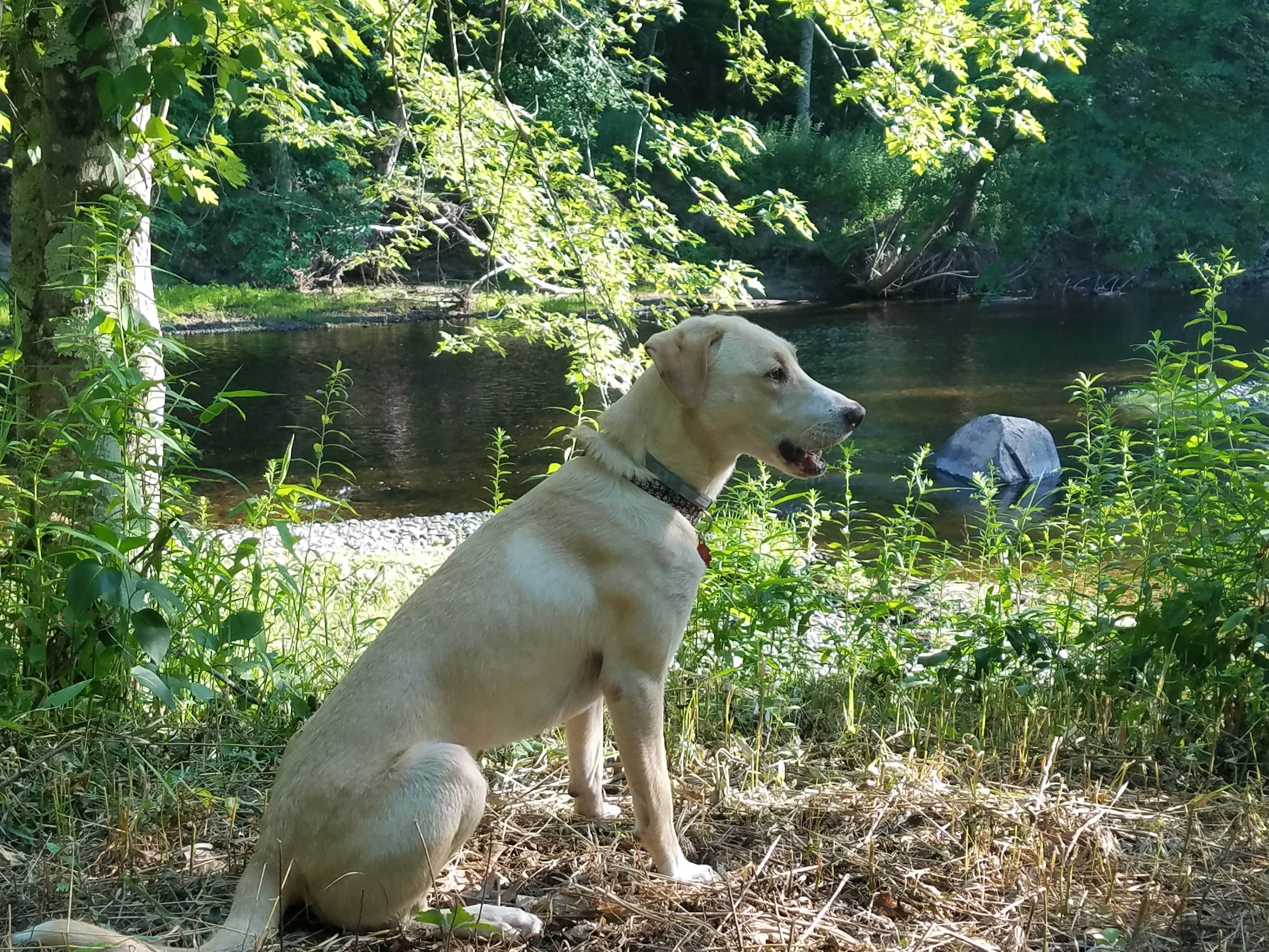 The Dyrt's photo of camping with pets at Souhegan Serenade near Methuen Town, MA