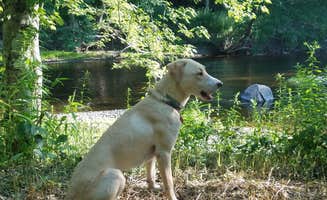 The Dyrt's photo of camping with pets at Souhegan Serenade near Bennington, NH