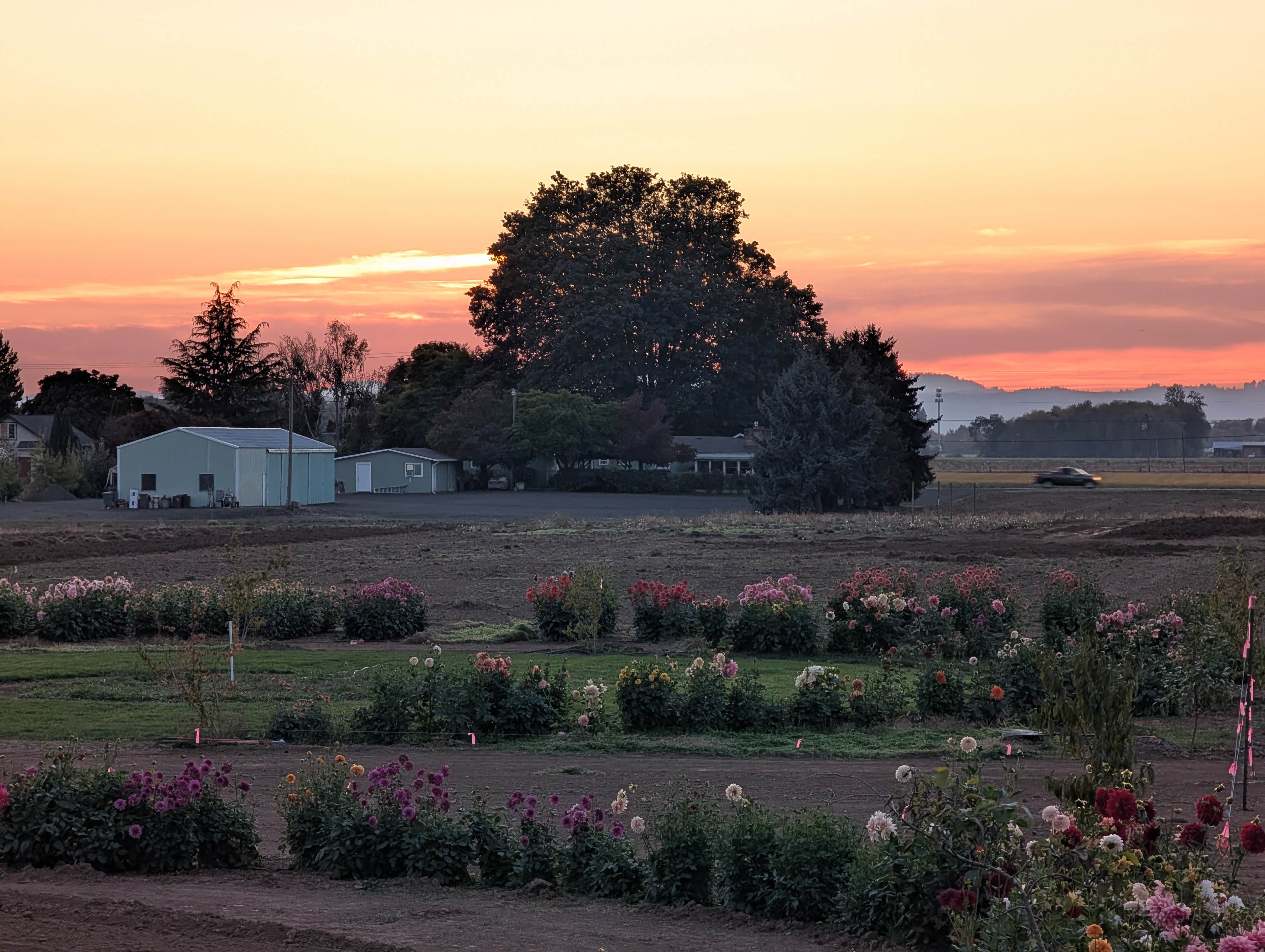 Camper submitted image from Hues Flower Farm & Nursery - 5