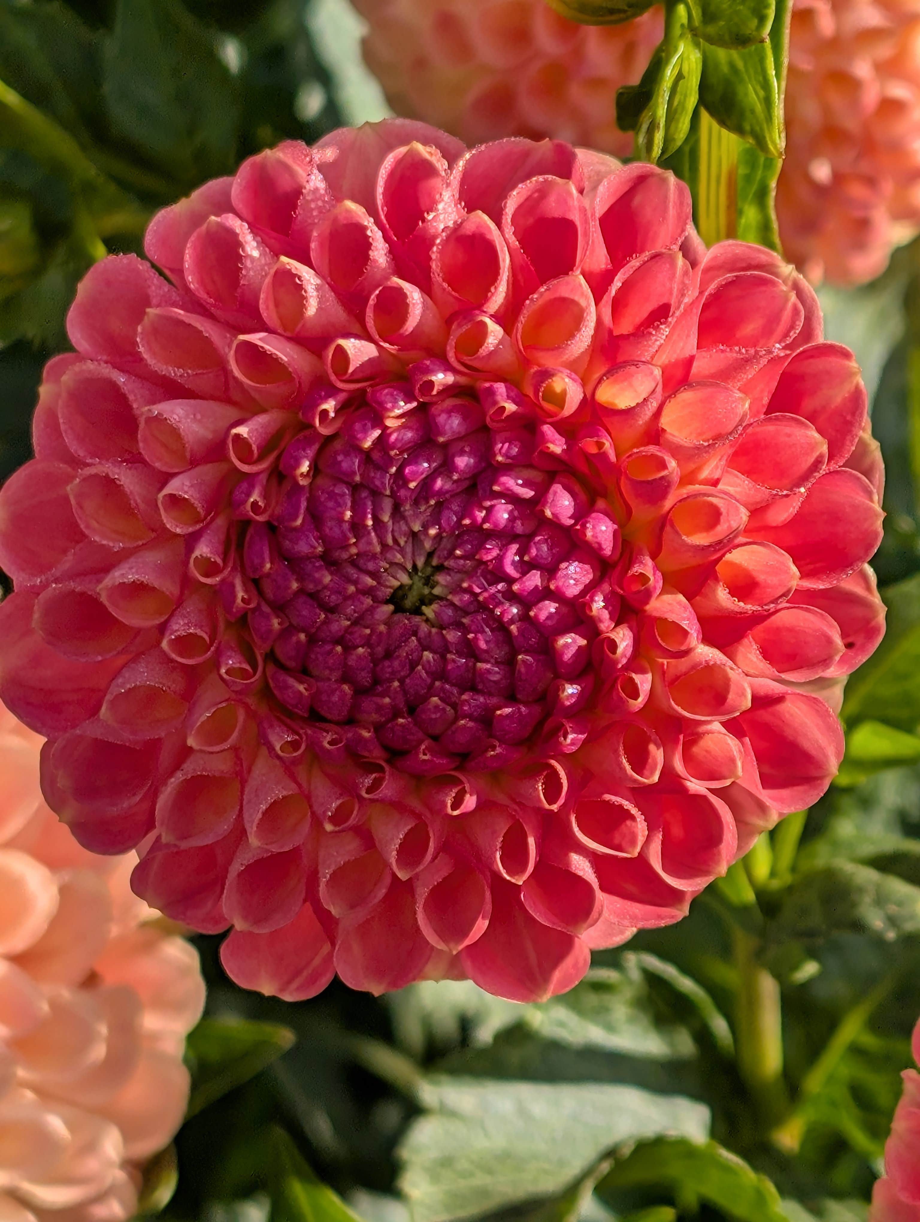 Camper-submitted photo at Hues Flower Farm & Nursery near Eugene, OR