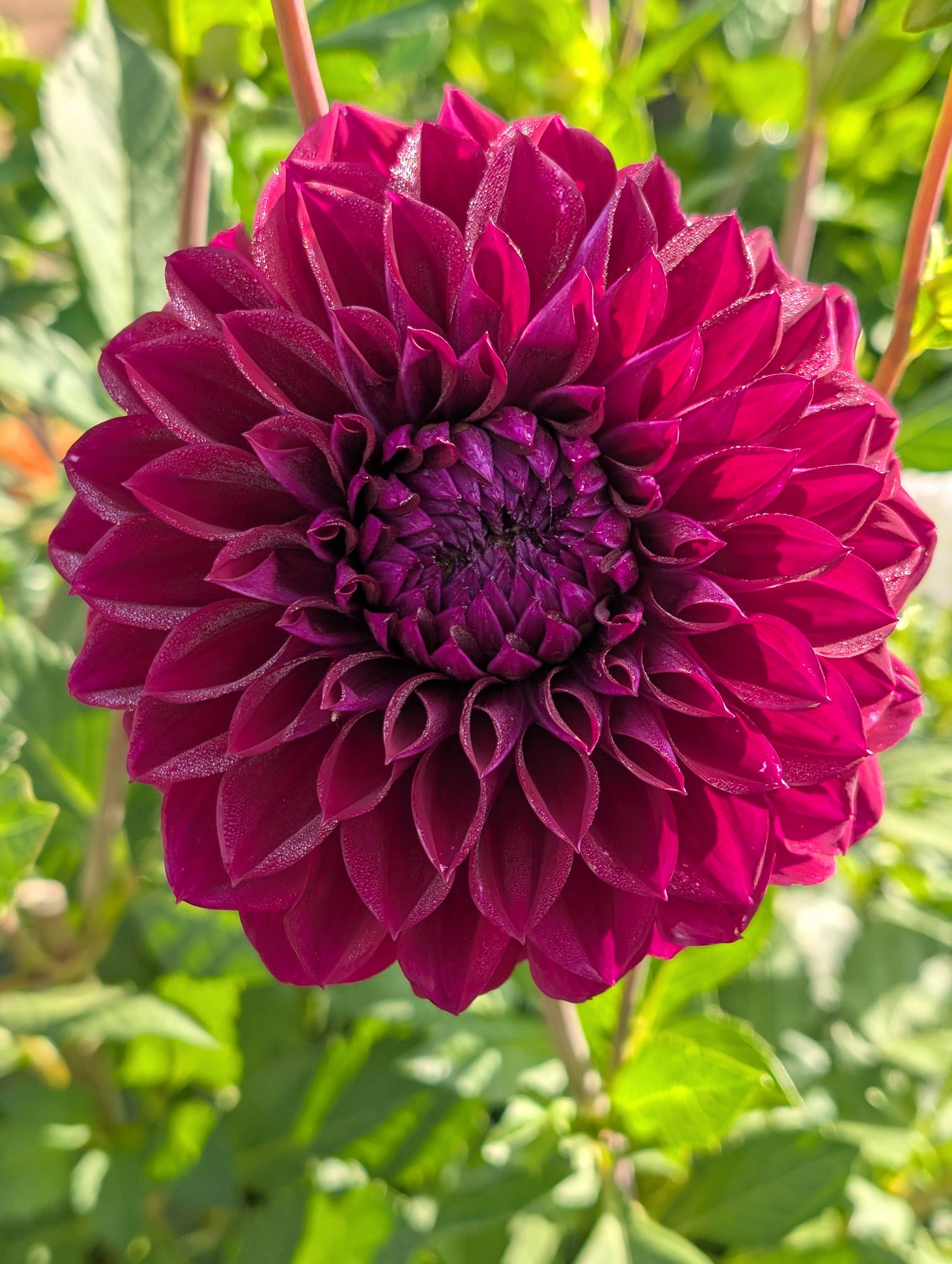 Camper-submitted photo at Hues Flower Farm & Nursery near Eugene, OR