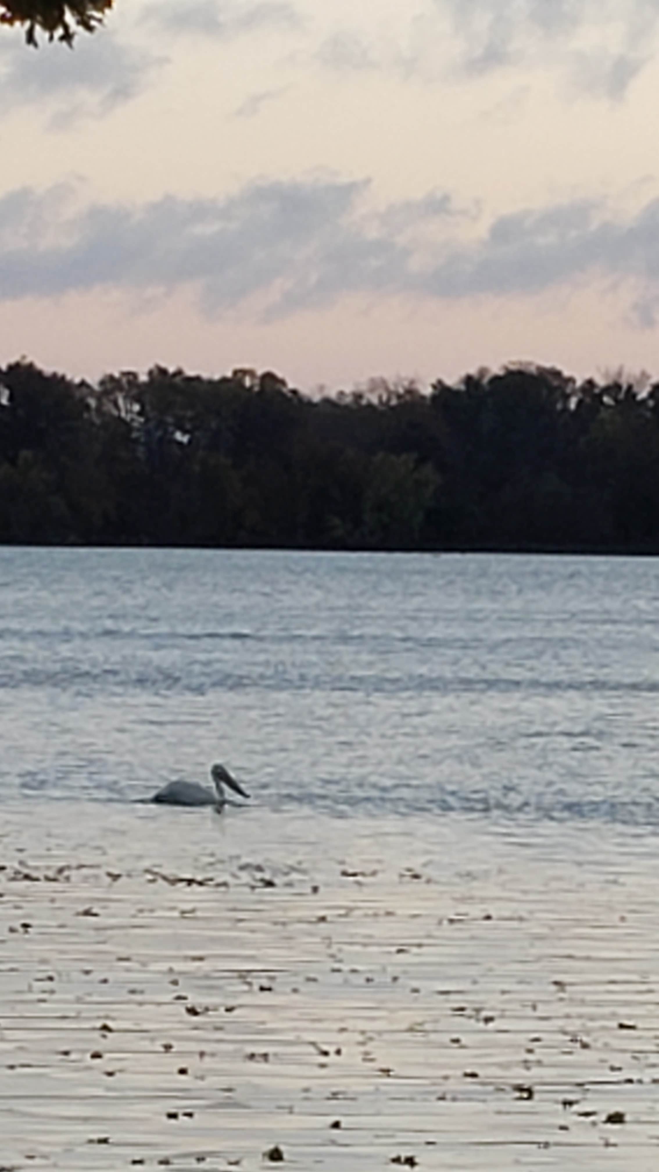 Camper-submitted photo at Backpacking Site - Myre-Big Island State Park near Austin, MN